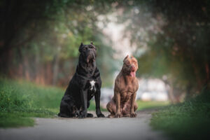 Cane Corso Vs. Pitbull: Which One Is The Best Dog For You?