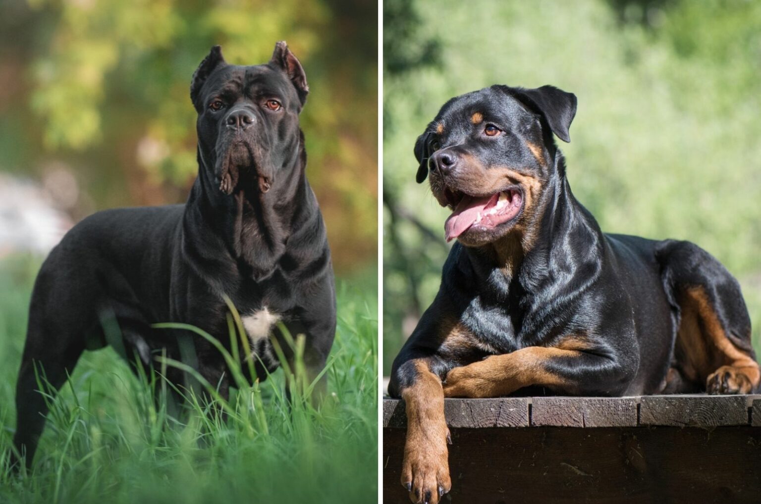 Cane Corso Vs Rottweiler: Which One Is The Better Guard Dog?