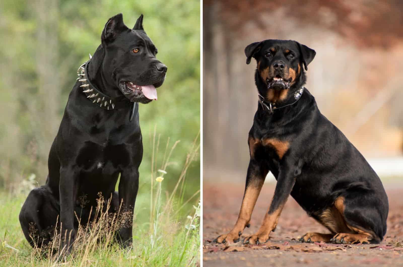 cane corso and rottweiler sitting