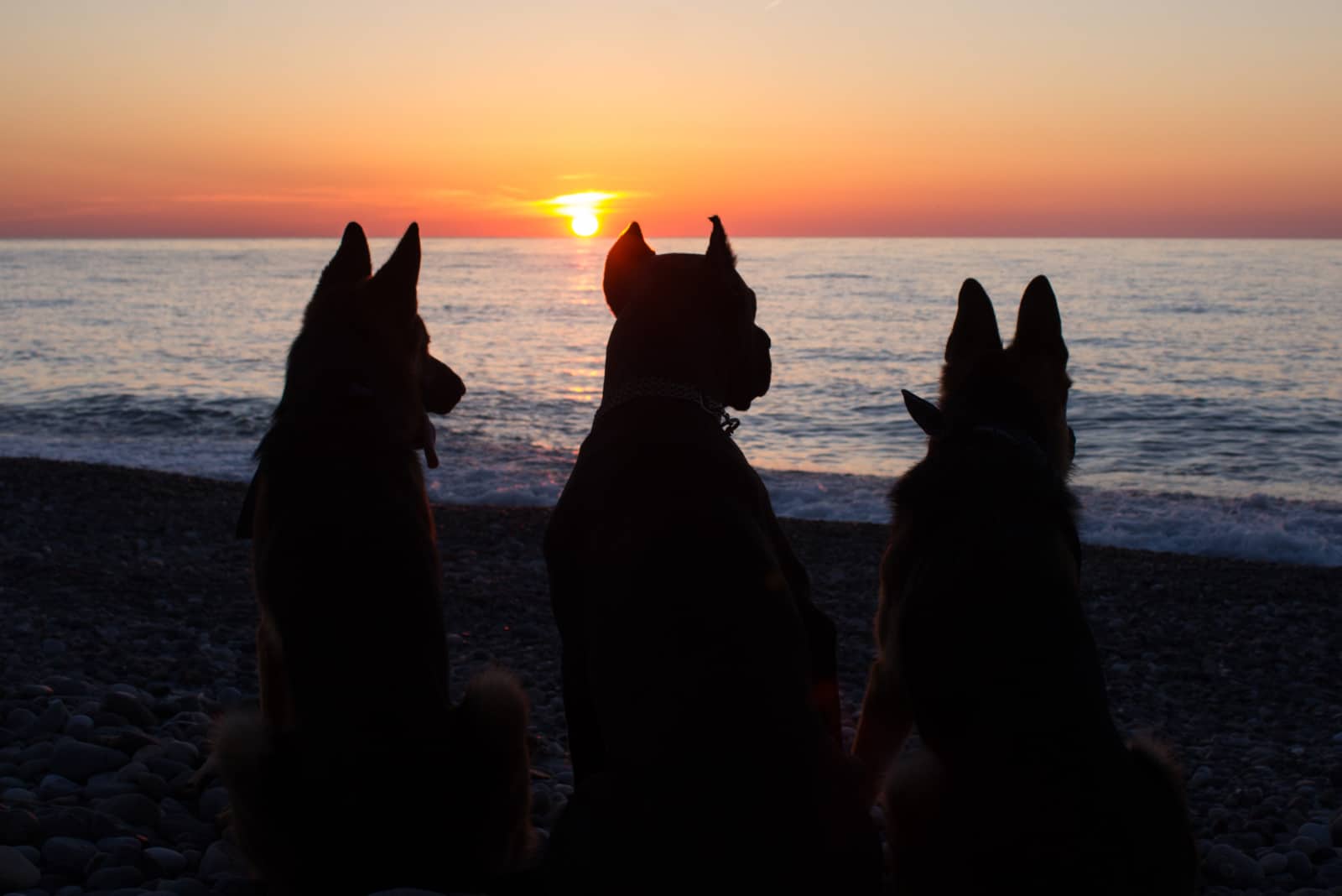 cane corso and two german shepherds watching the sunset