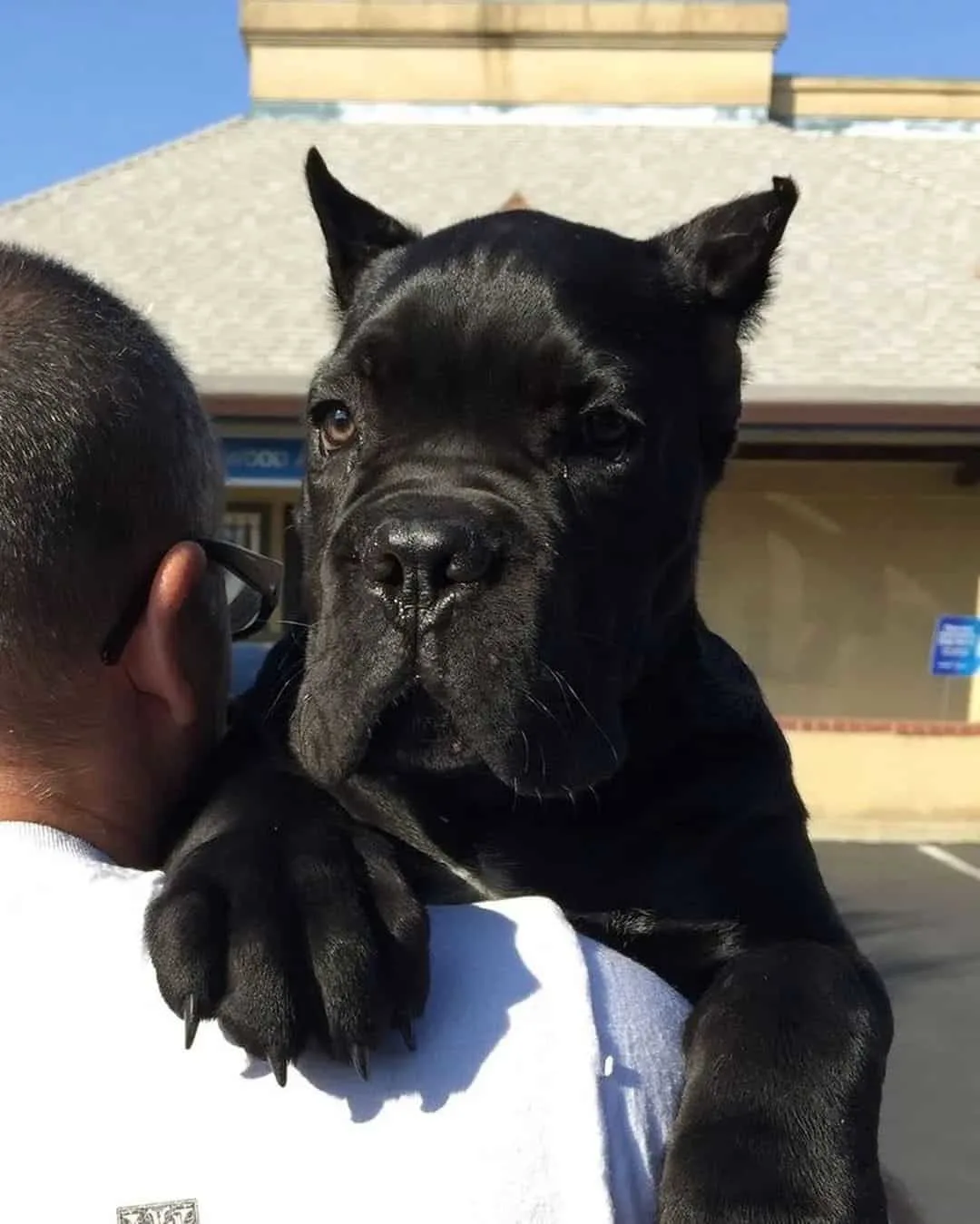 cane corso breeders in illinois carrying the dog