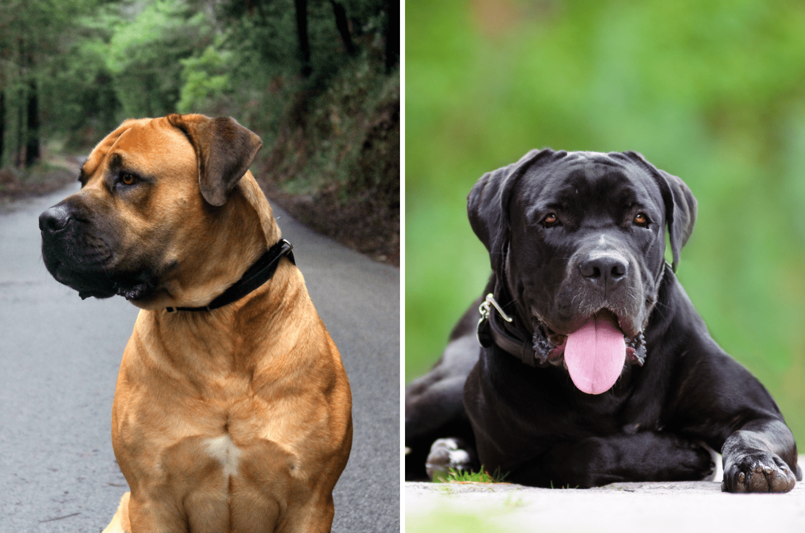 cane corso vs boerboel