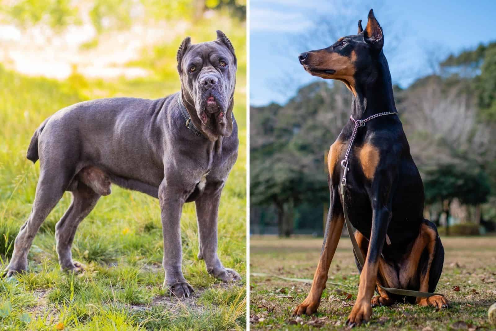 cane corso vs doberman size comparison