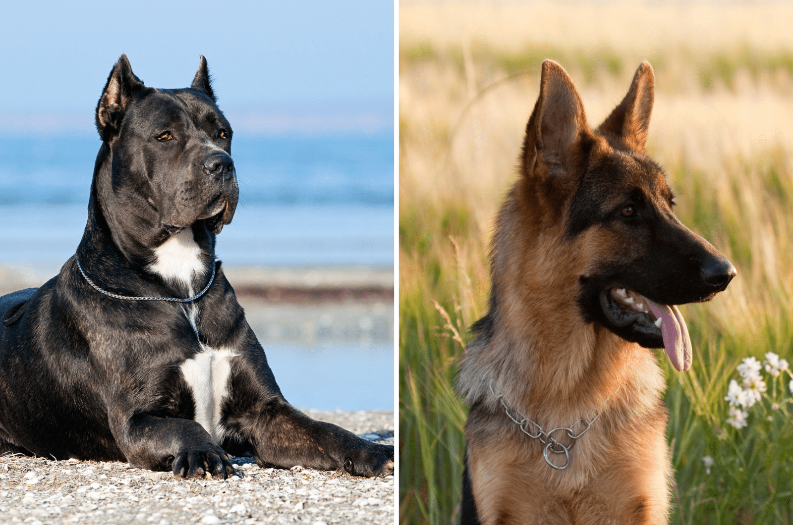 cane corso vs german shepherd