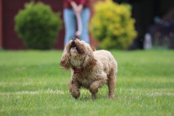 11 Cavapoo Breeders In Minnesota: The Best From Gopher State