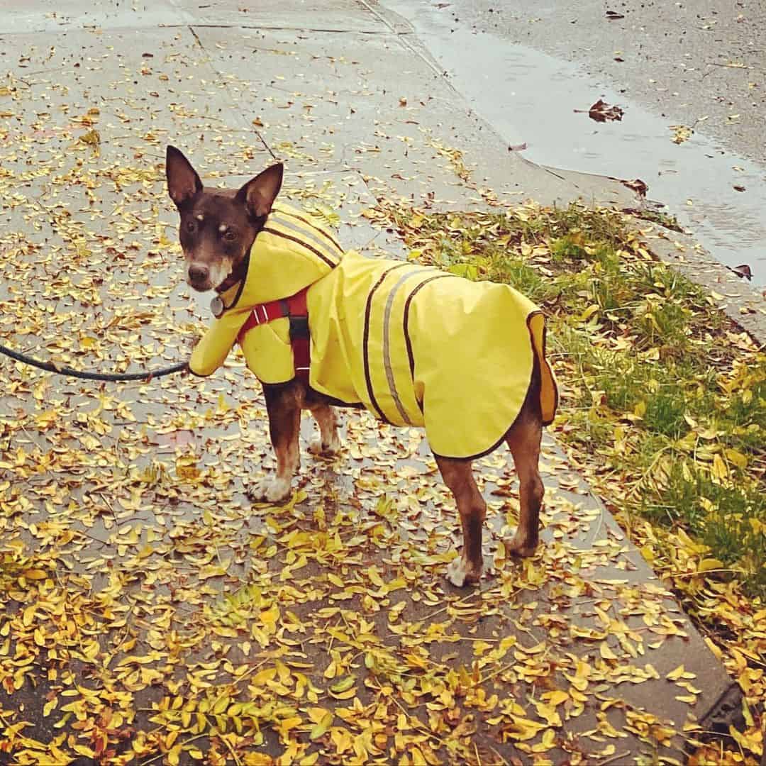 corgi doberman mix