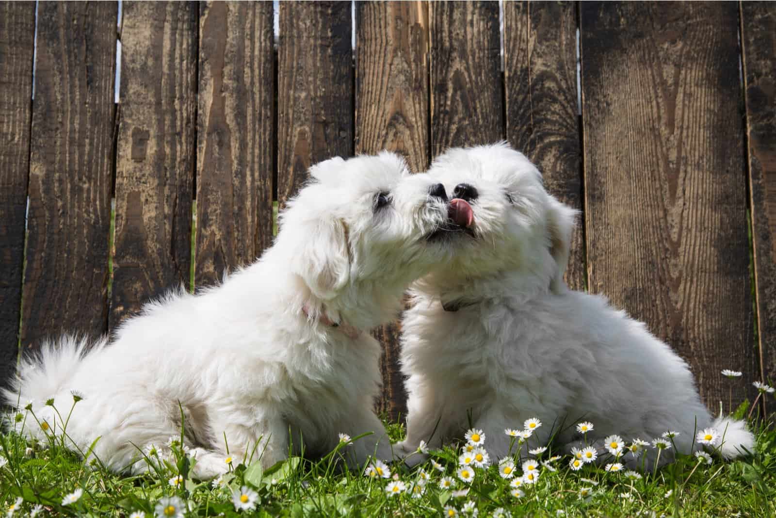 coton de tulear