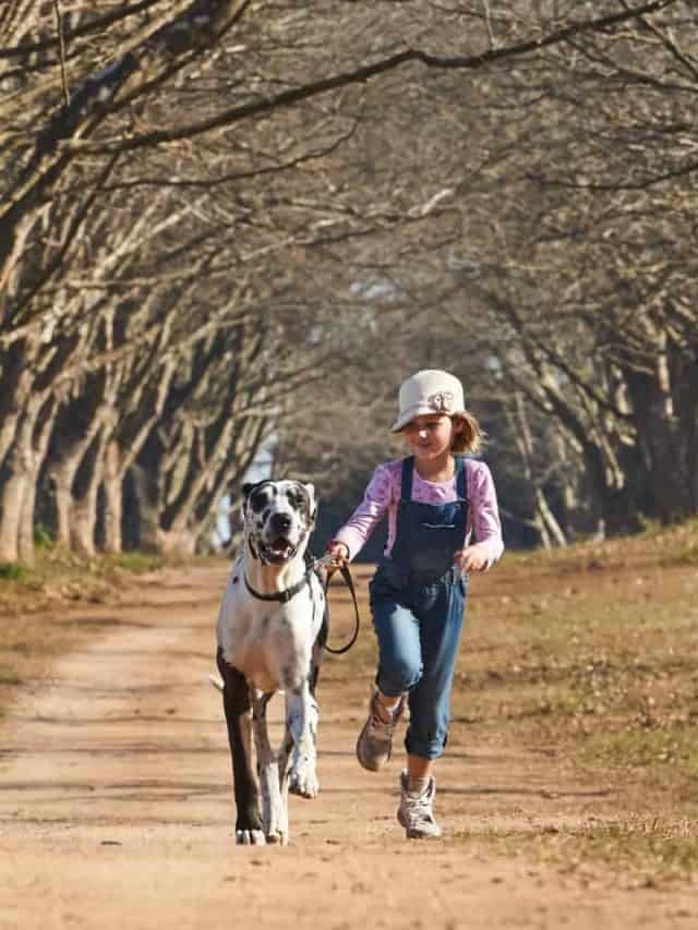 girl running with her dog great dane