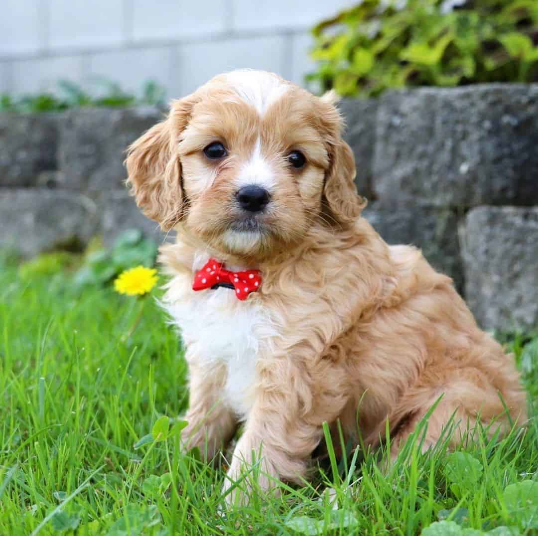 cute cavapoo sitting outside in grass