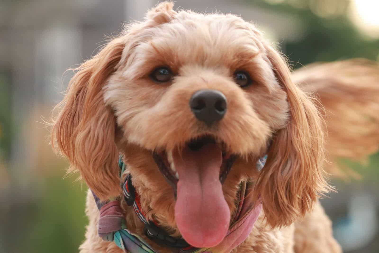 cute goldendoodle puppy