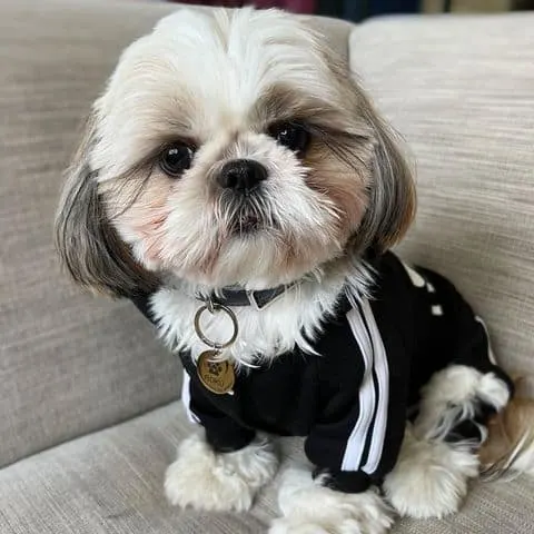 cute shih tzu dog