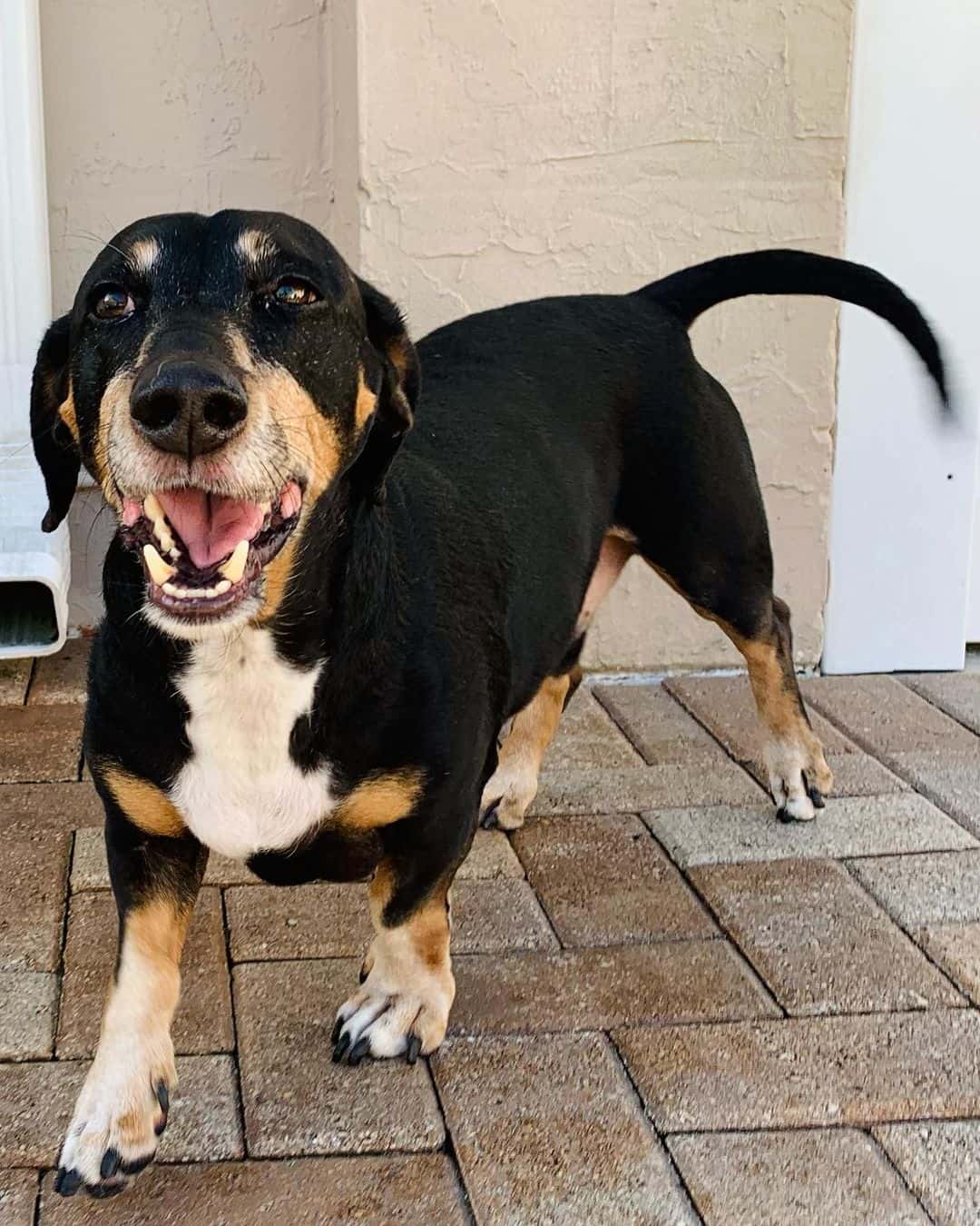 dachshund doberman mix