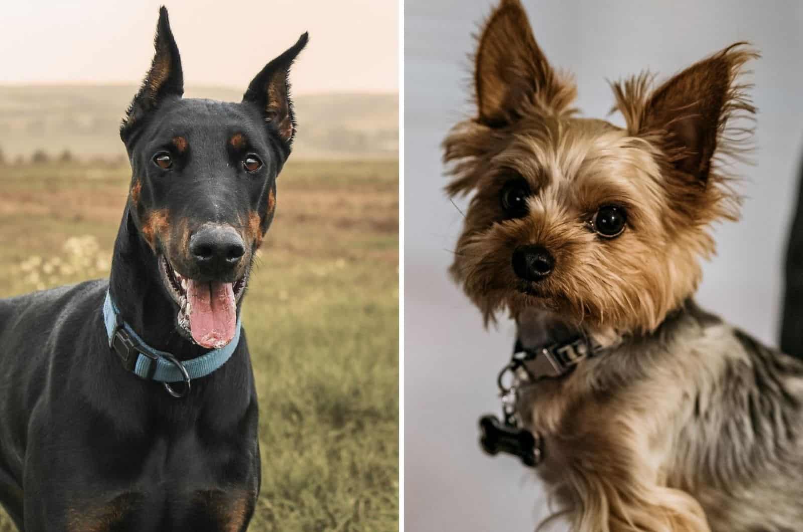 doberman and yorkie