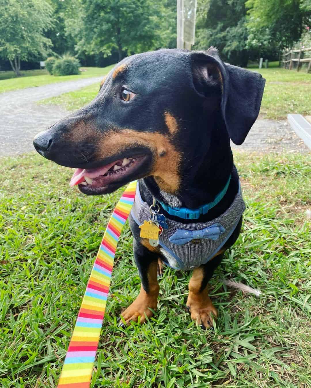 doberman basset hound mix