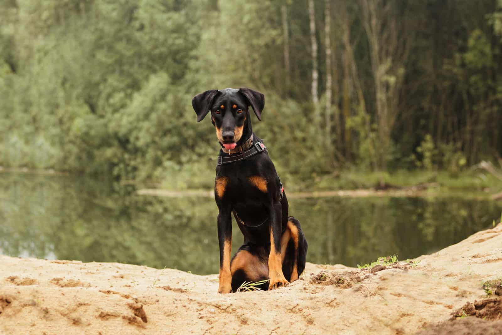 doberman bred by doberman breeders in north carolina