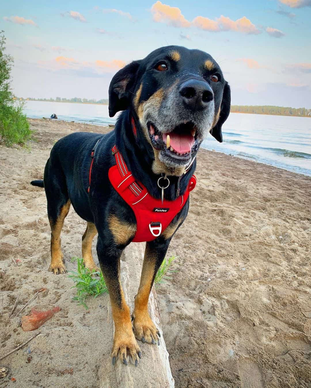 doberman coonhound