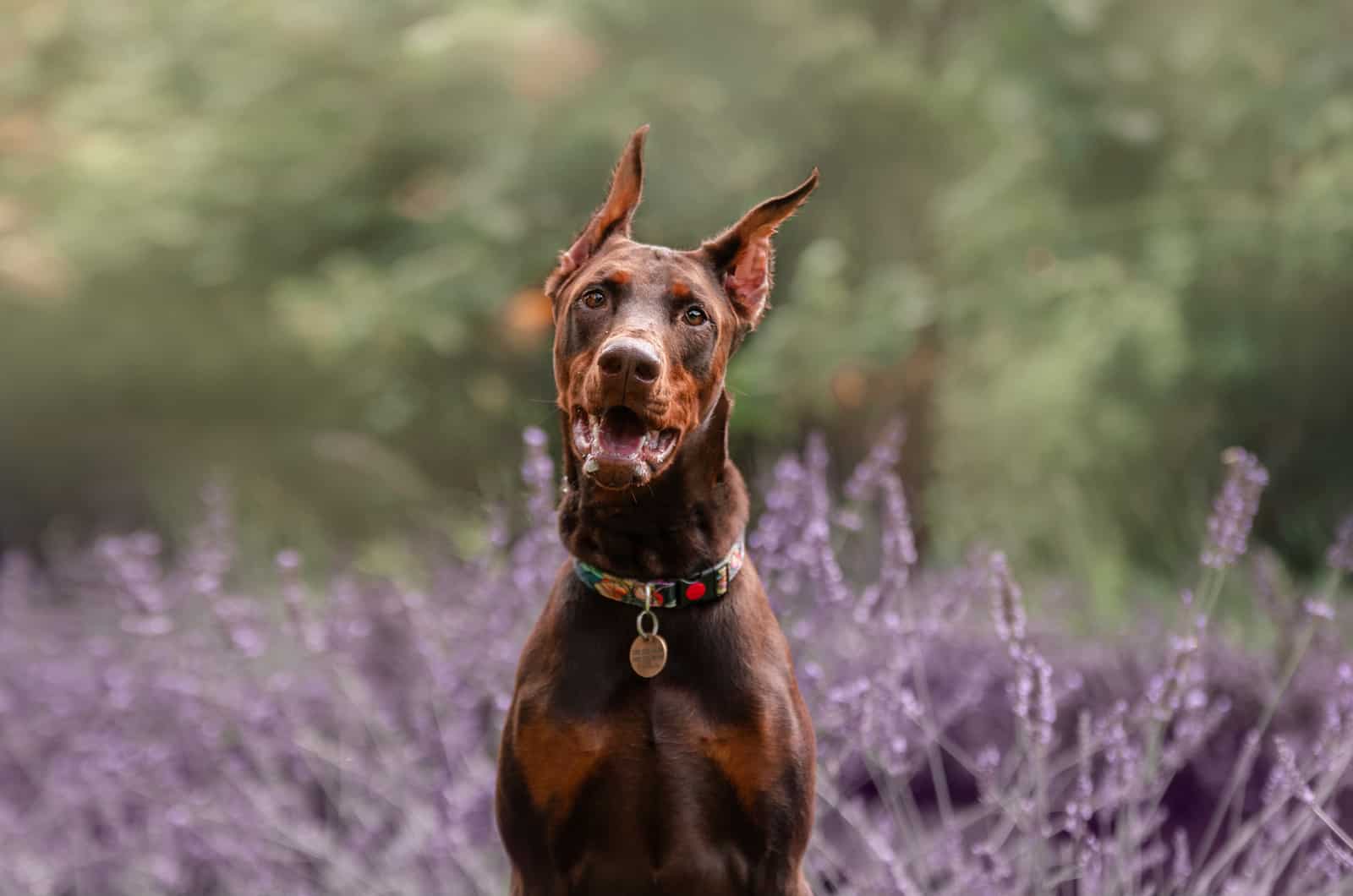 doberman in a lavender field