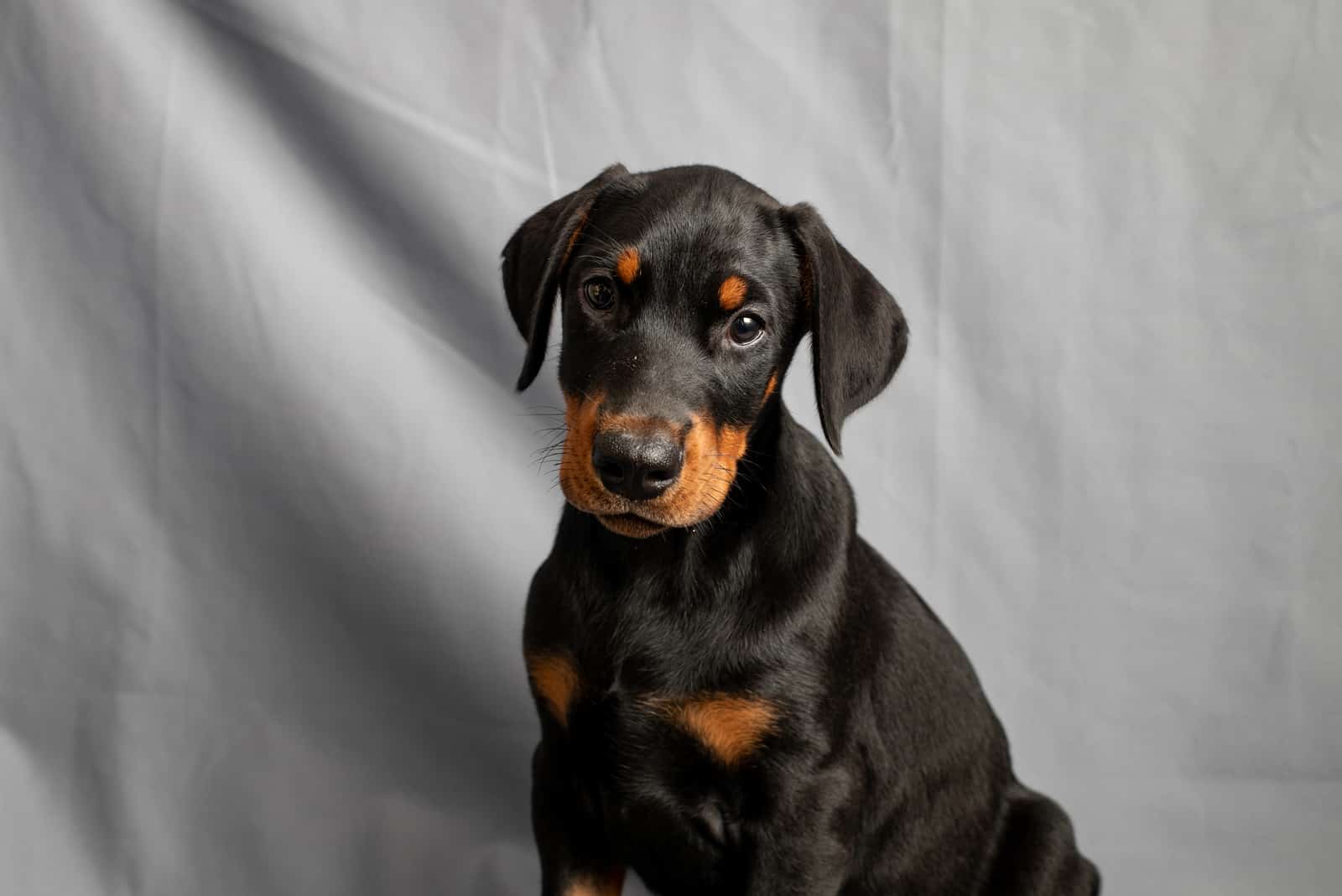 doberman pinscher puppy photographed against gray backdrop