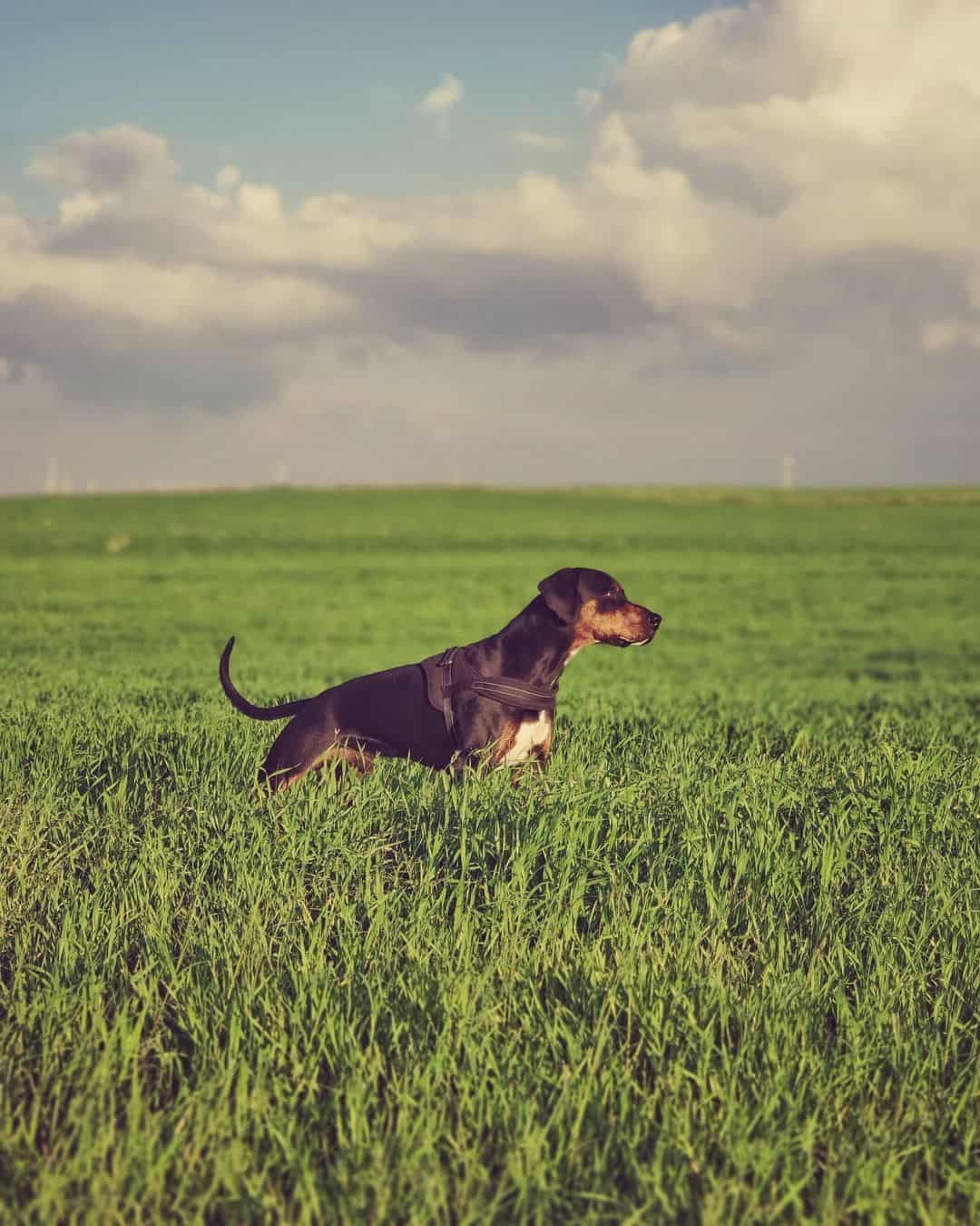 dobie argentino