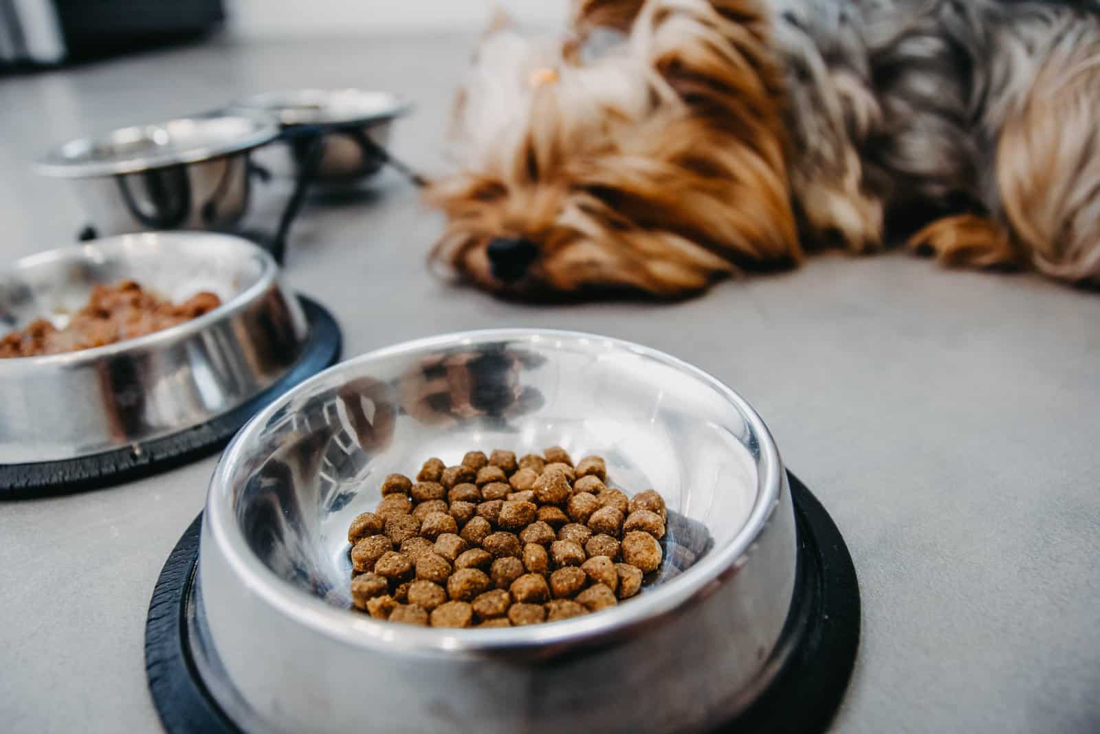 dog refusing to eat food