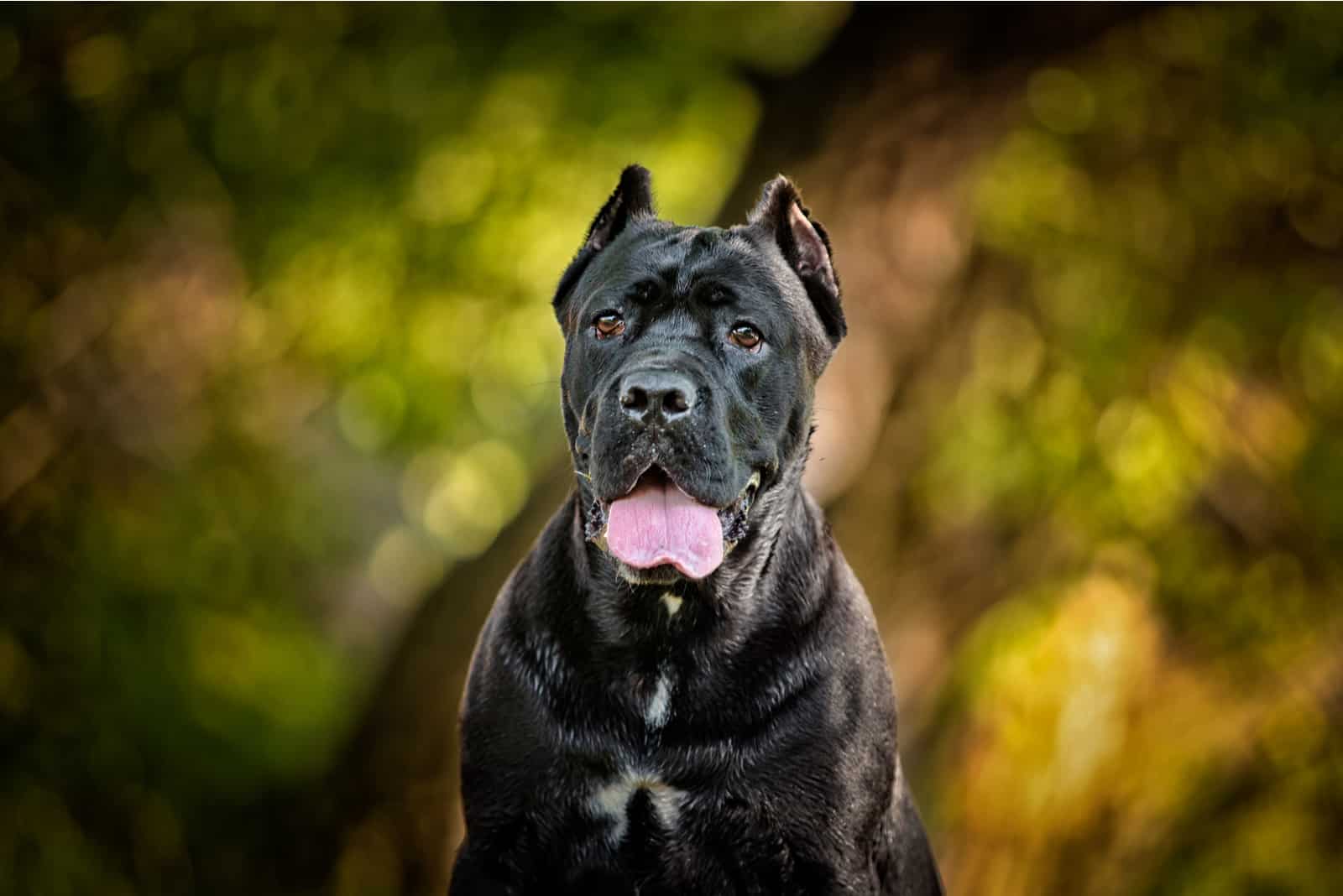 dog standing outside with tongue out