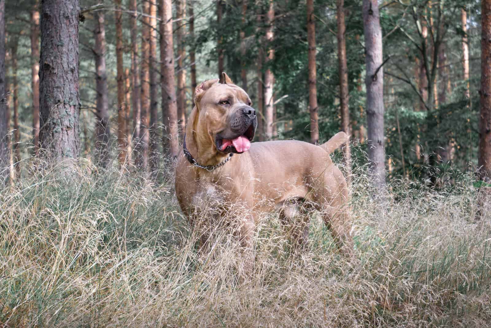 formentino cane corso in a forest