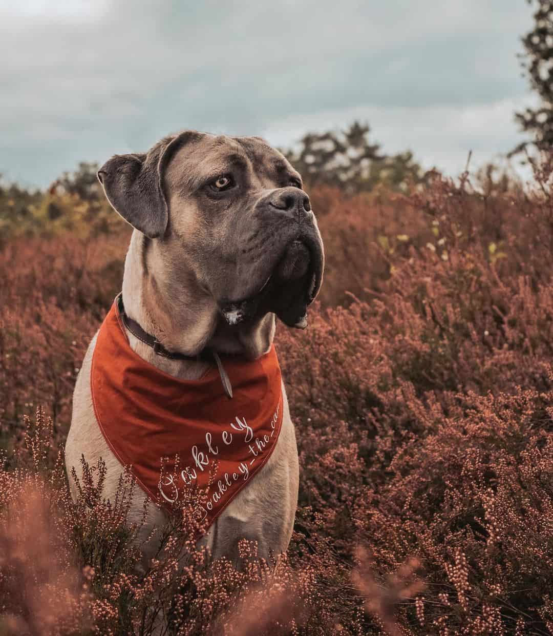 formentino cane corso in nature wearing a bandana