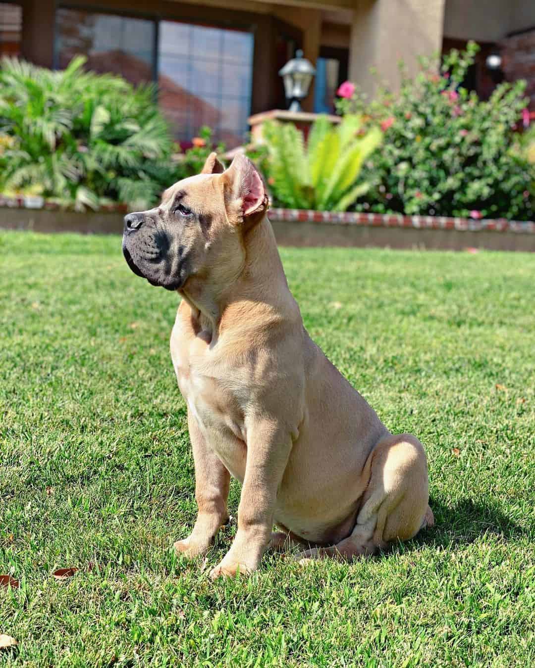 formentino cane corso puppy