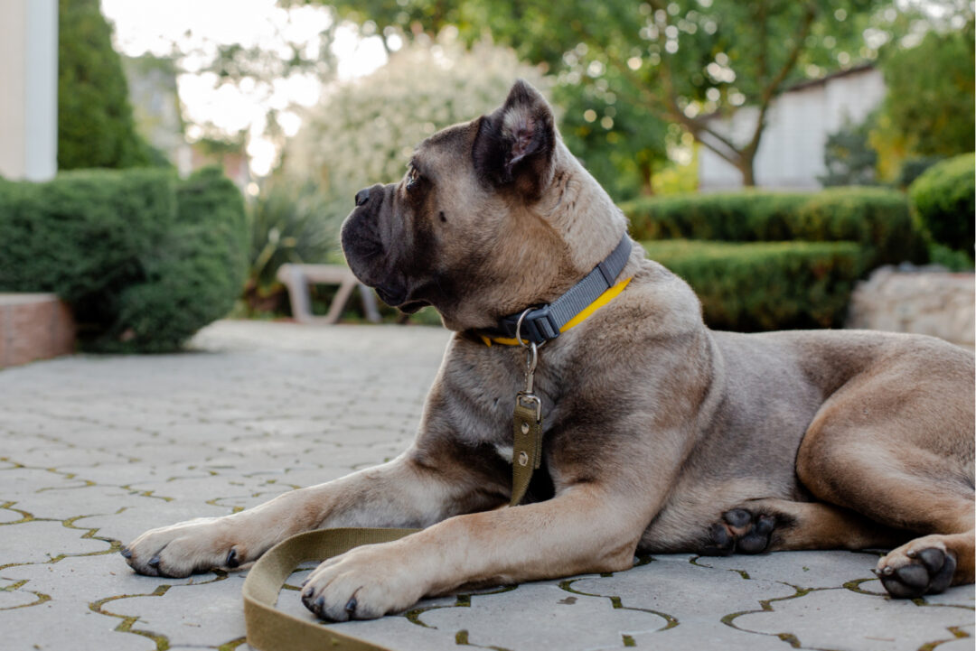 Formentino Cane Corso What You Need To Know Before Buying