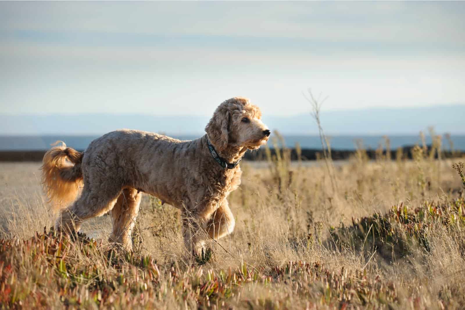 goldendoodel running in field