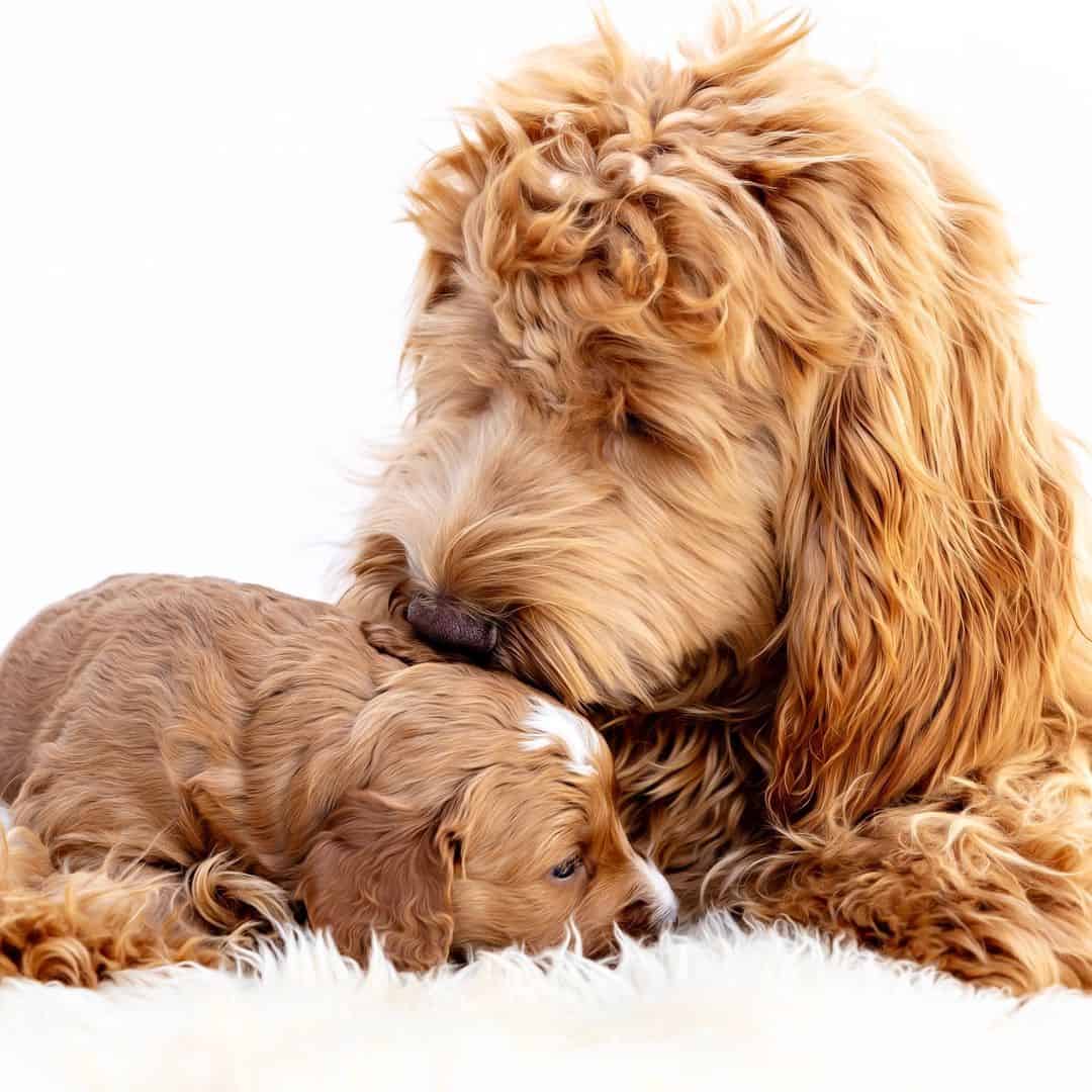 goldendoodle dog and its puppy
