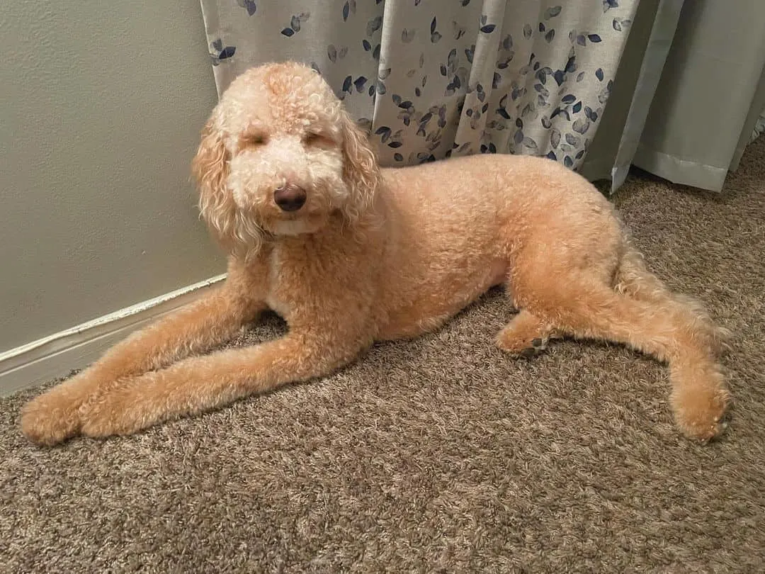 goldendoodle lying on bathroom floor