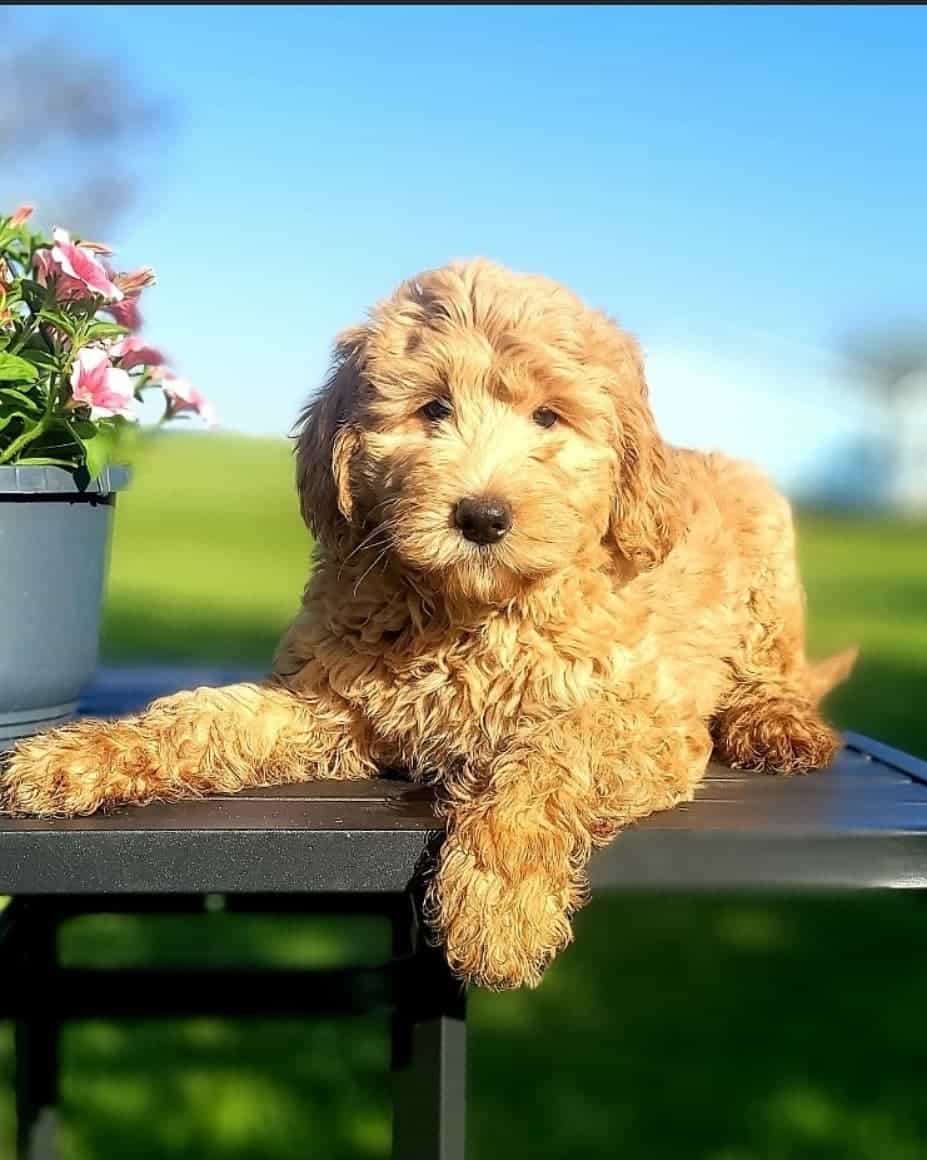 15 Best Goldendoodle Haircuts (With Pictures)