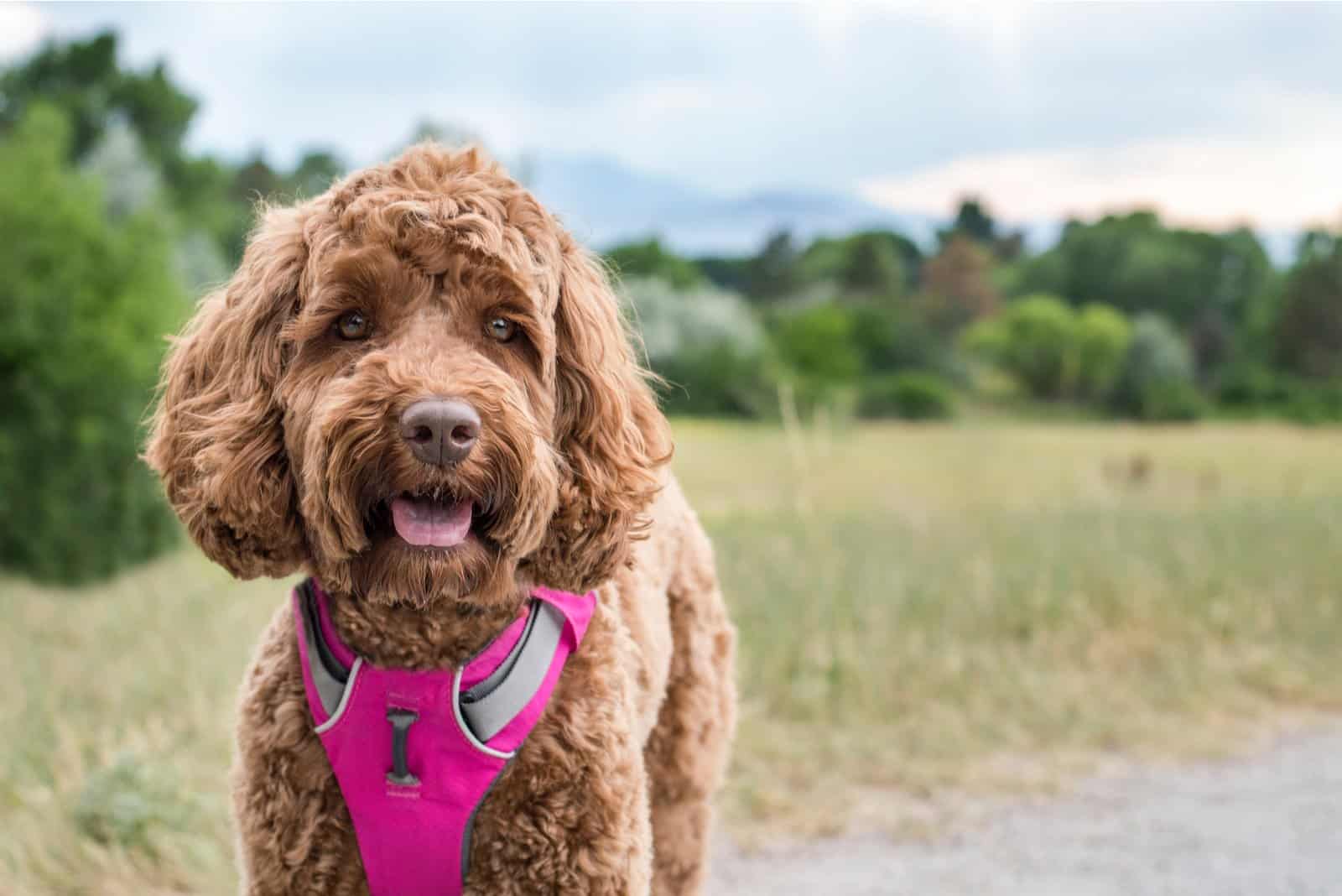 goldendoodle on field