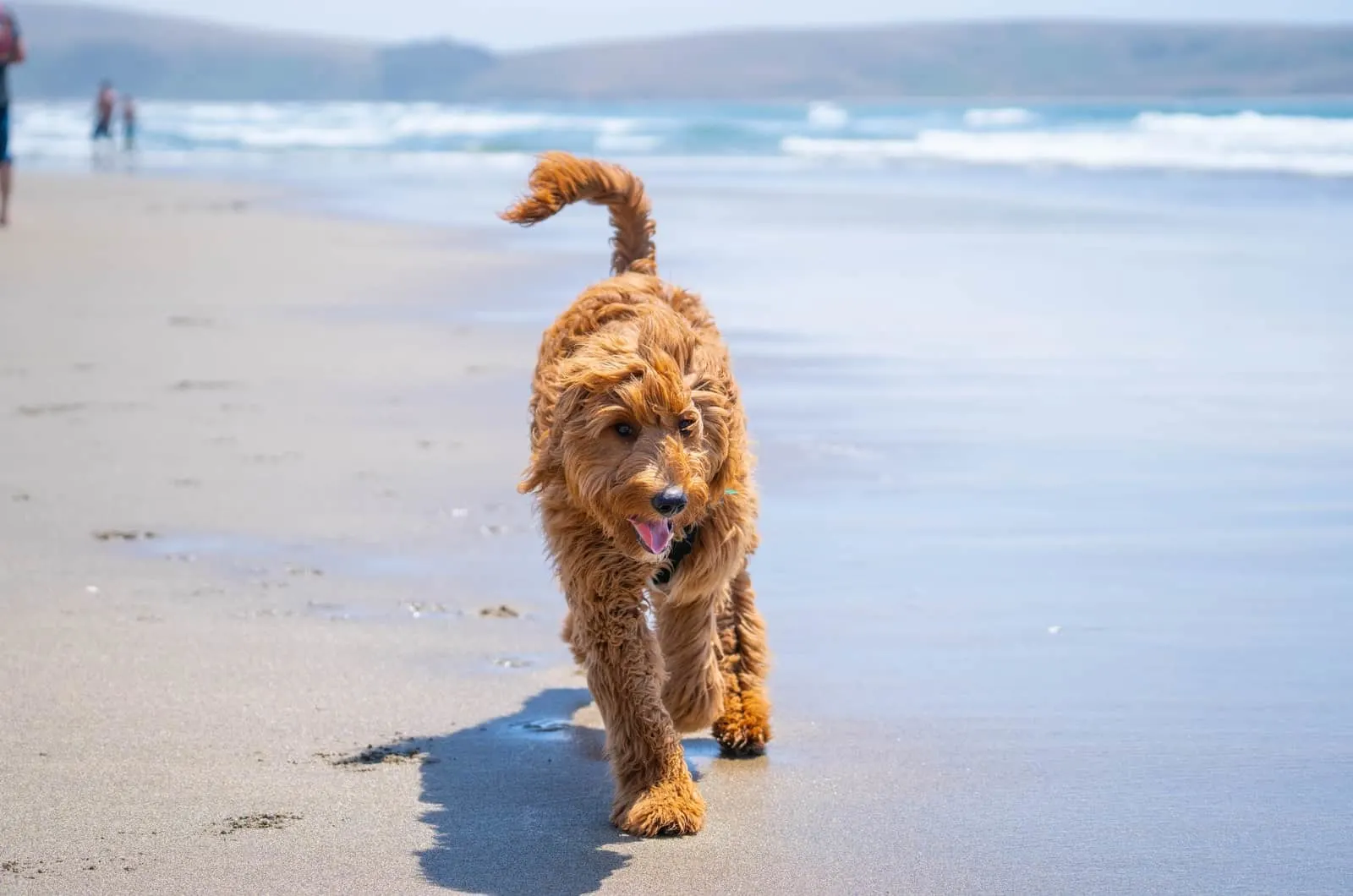 goldendoodle on the beach