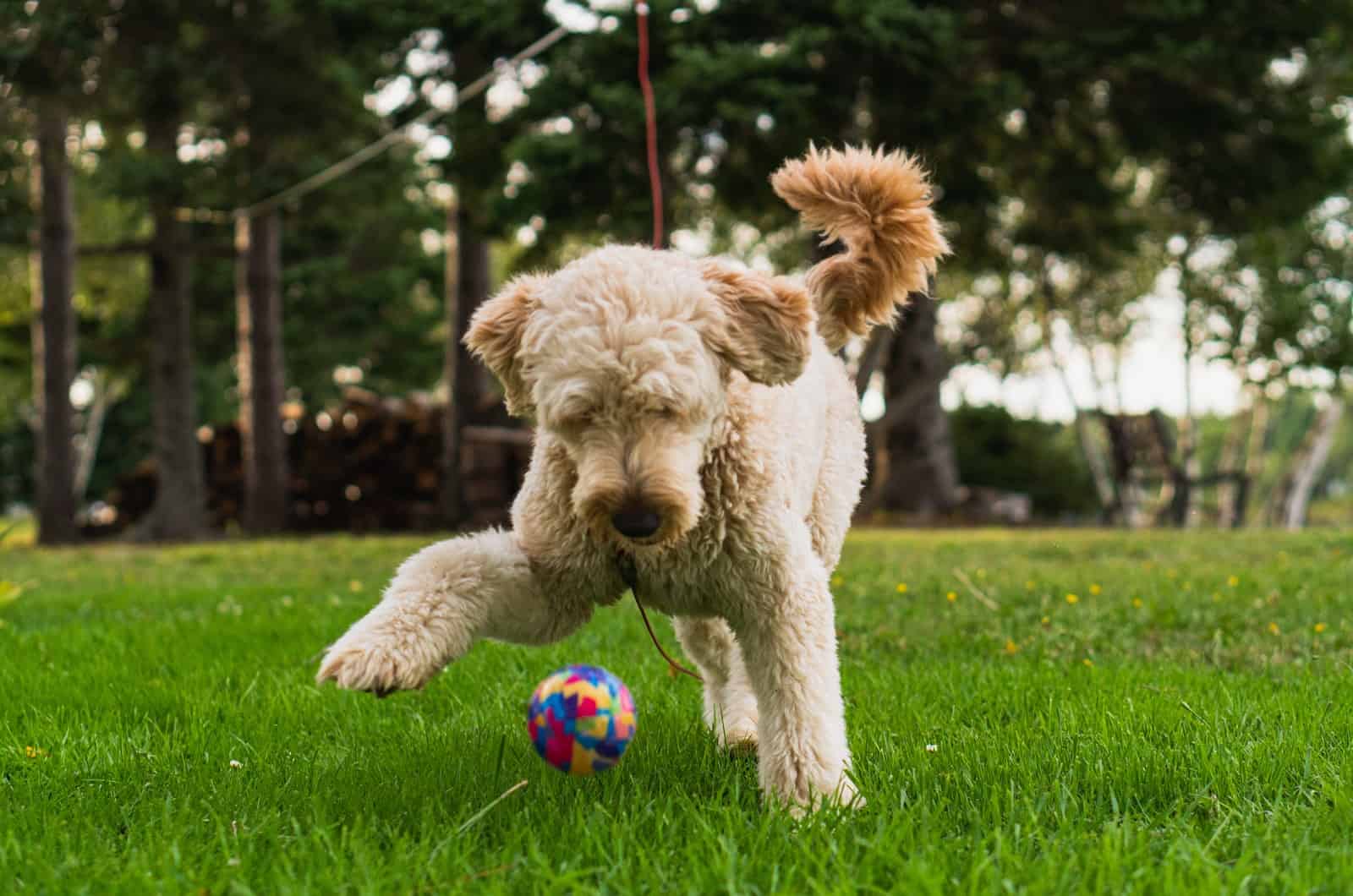goldendoodle playing in grass