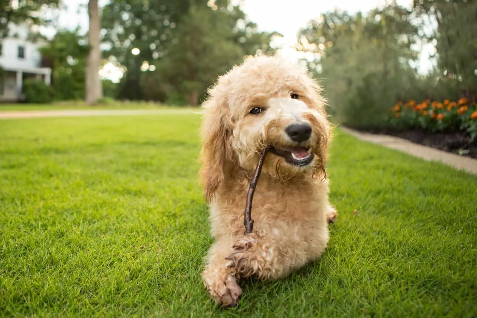 goldendoodle playing on grass