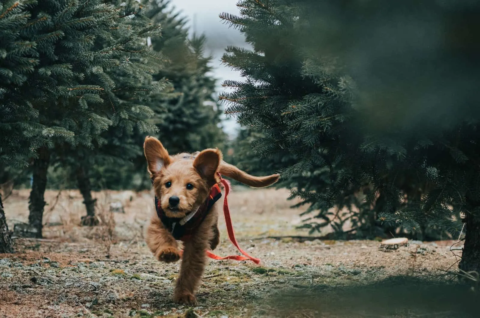 goldendoodle puppy running