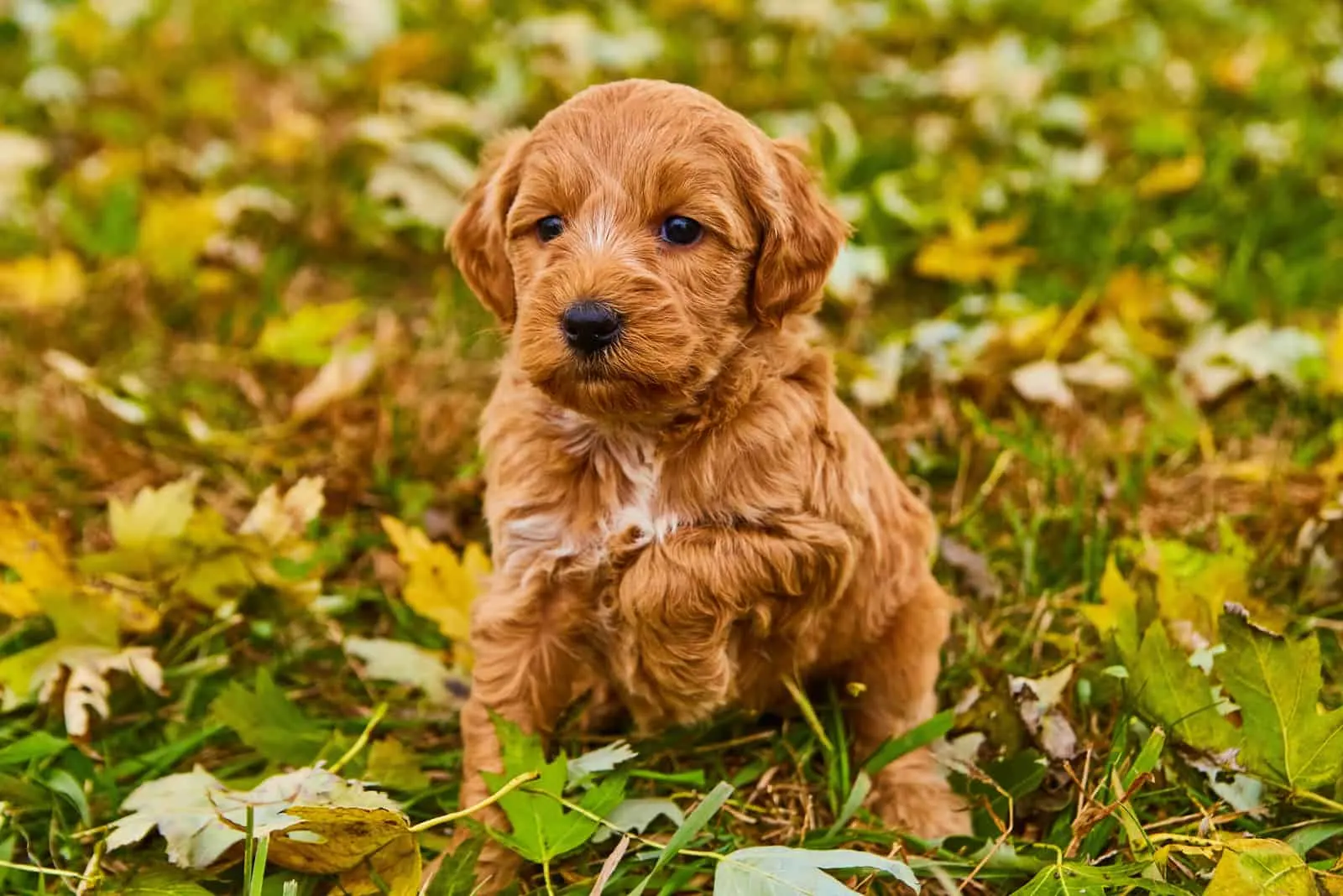 goldendoodle puppy sitting in grass with leaves