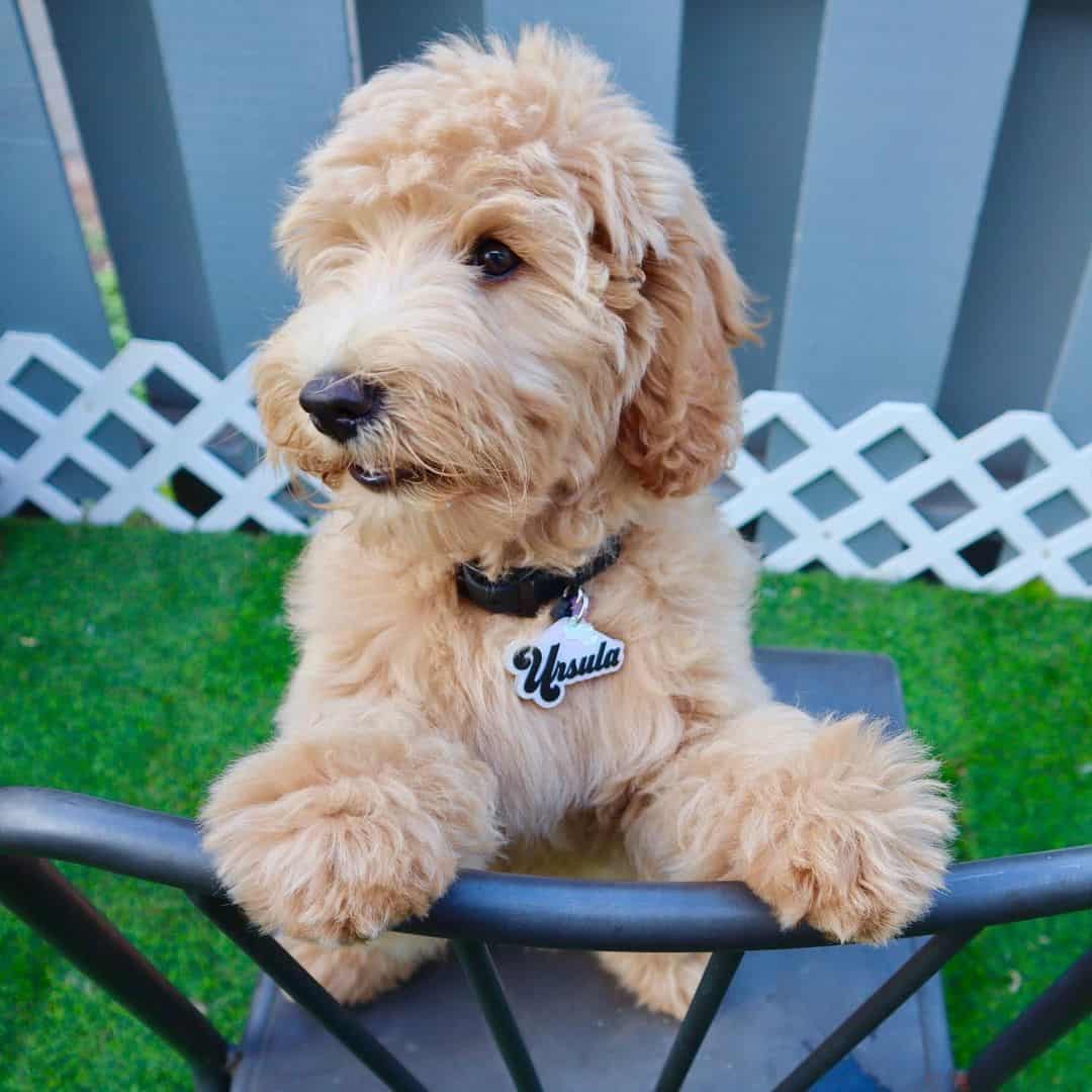 goldendoodle sitting on chair