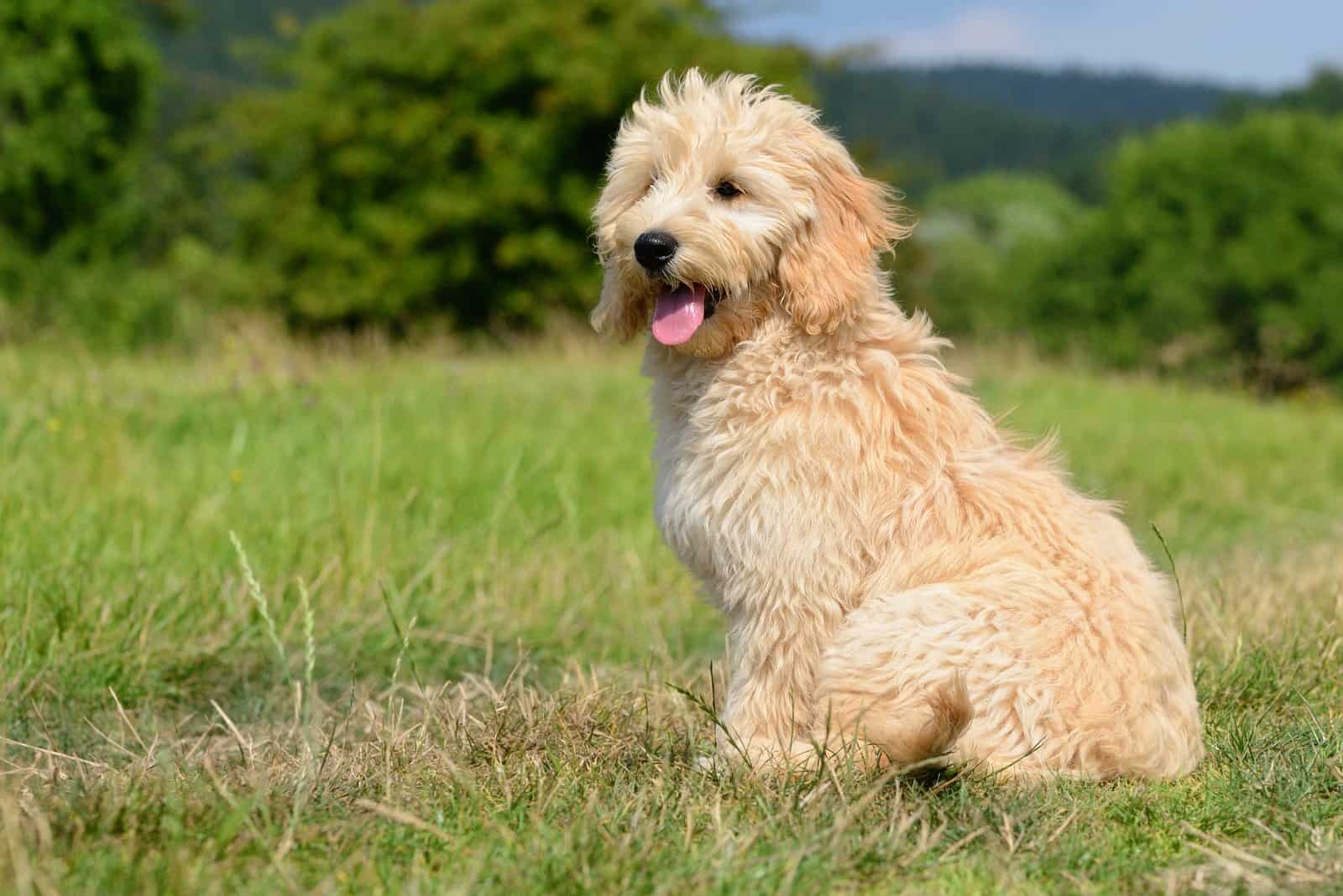 goldendoodle sitting on grass outside looking into distance
