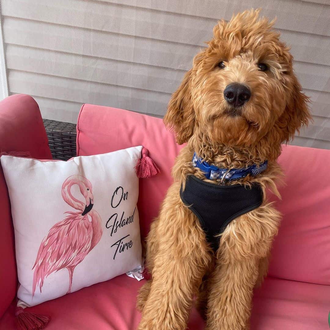 goldendoodle sitting on sofa