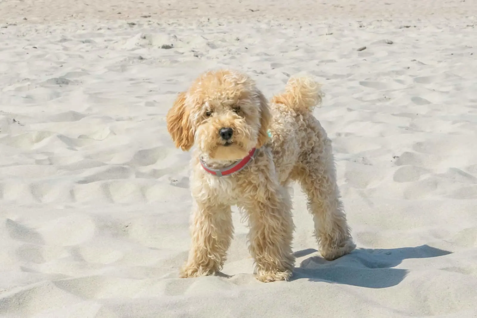 goldendoodle standing in sand