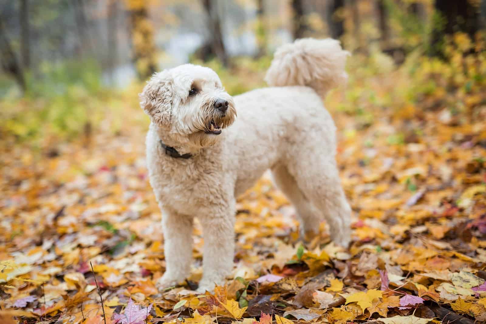 goldendoodle standing in woods