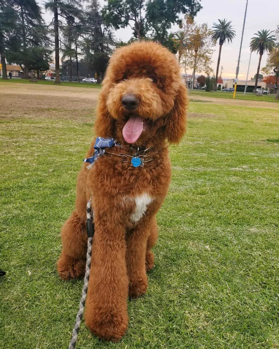 goldendoodle standing outside