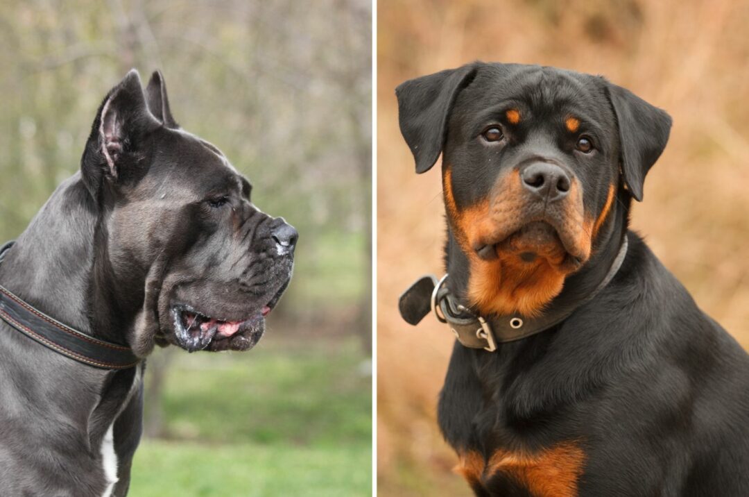 Cane Corso Vs Rottweiler Which One Is The Better Guard Dog?