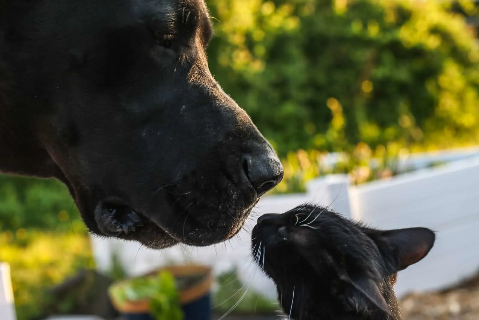 great dane and a cat smelling each other