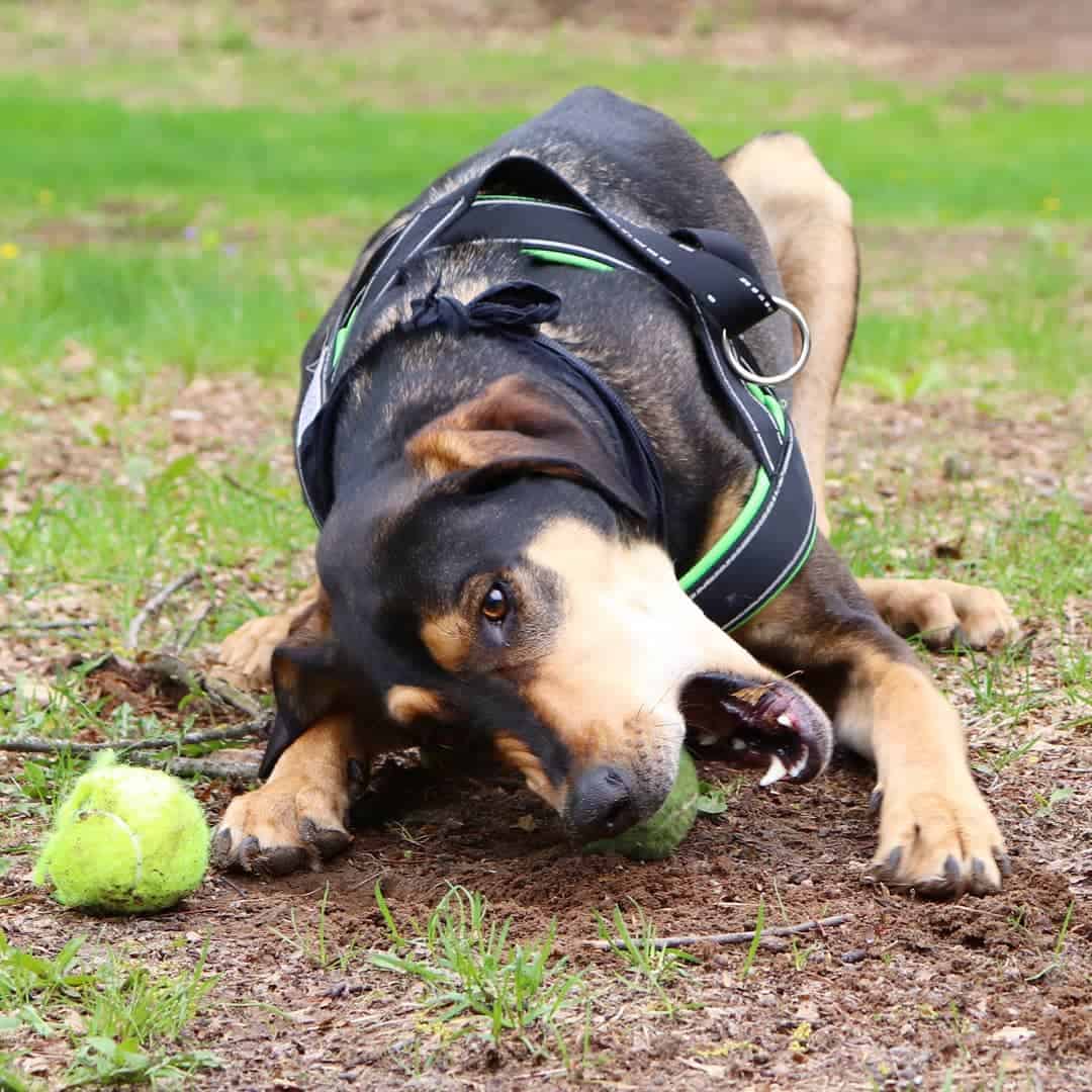 grehound doberman mix