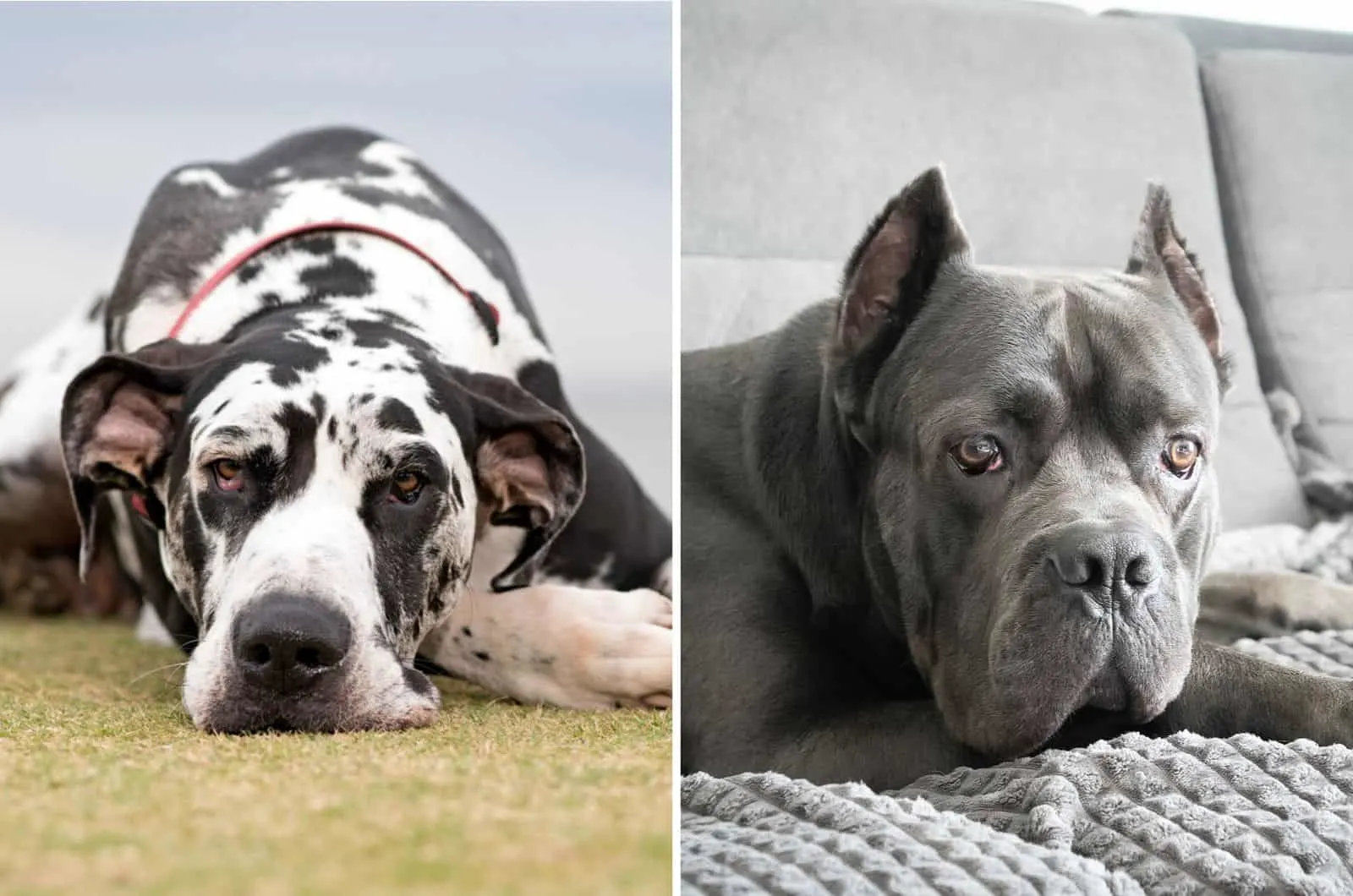 grey cane corso and a harlequin great dane