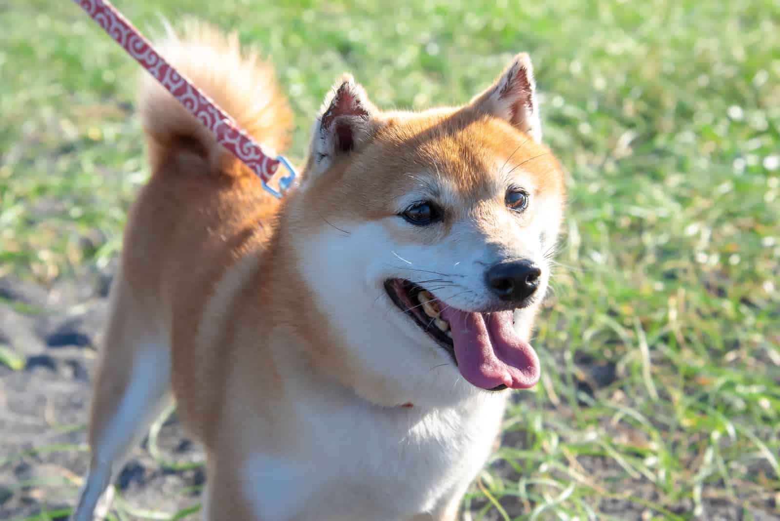 happy Mame Shiba Inu standing outside on grass